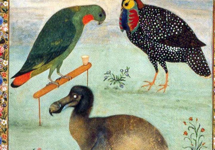 Using Opus 5.5 to discover a new eyewitness record of the dodo